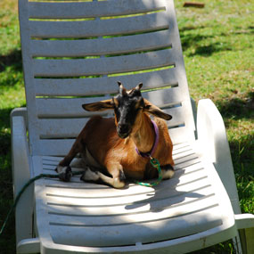 Goat relaxing on lawn chair