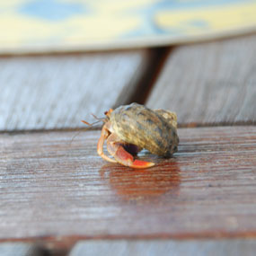 Hermit crab on wooden table